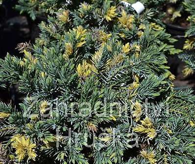 jalovec - Juniperus squamata 'Floriant'
