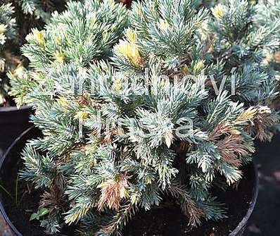 jalovec - Juniperus squamata 'Floriant'