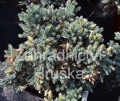 jalovec - Juniperus squamata 'Floriant'