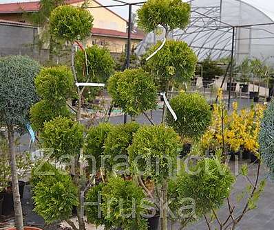 cypřišovec - x Cupresocyparis leylandii 'Cestewellan Gold'
