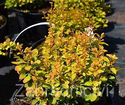 dřišťál - Berberis 'Golden Zwerg'