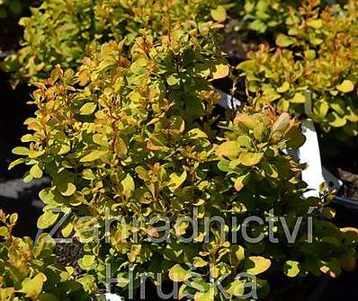 dřišťál - Berberis 'Golden Zwerg'