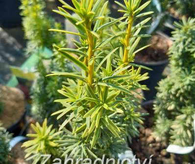 tis - Taxus baccata 'David'