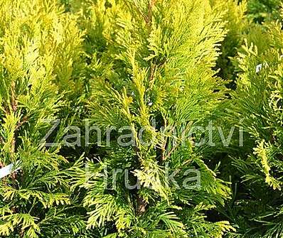 zerav - Thuja plicata '4every Gold'