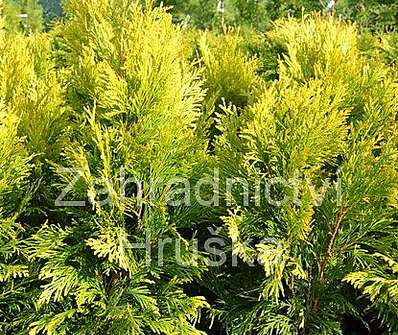 zerav - Thuja plicata '4every Gold'