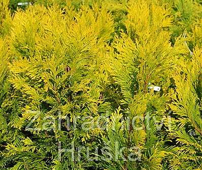 zerav - Thuja plicata '4every Gold'