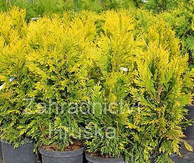 zerav - Thuja plicata '4every Gold'