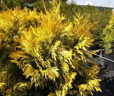 zerav - Thuja plicata '4every Gold'