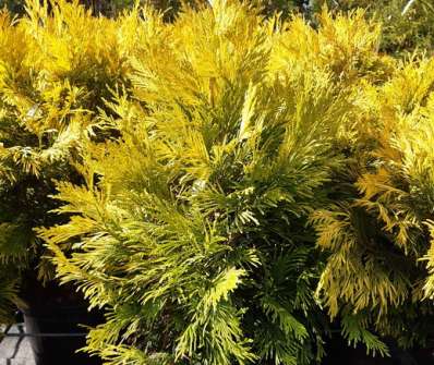 zerav - Thuja plicata '4every Gold'