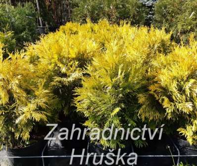 zerav - Thuja plicata '4every Gold'