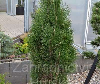 borovice - Pinus nigra 'Green Tower'..