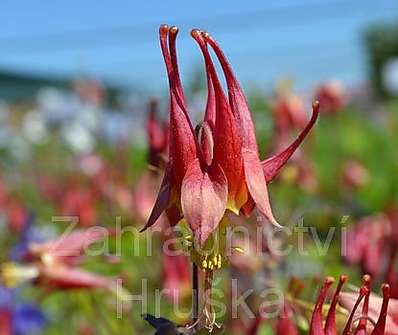 Aquilegia canadensis Little Lanterns