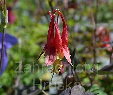 Aquilegia canadensis Little Lanterns