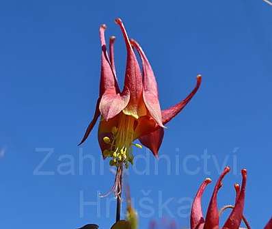 Aquilegia canadensis Little Lanterns