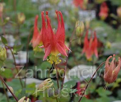 Aquilegia canadensis Little Lanterns