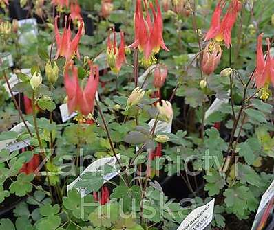 Aquilegia canadensis Little Lanterns