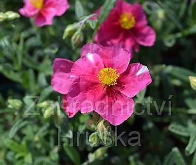 Helianthemum Raspberry Ripple