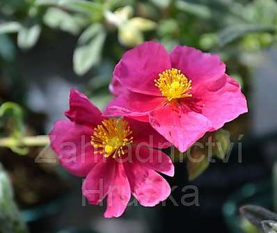 Helianthemum Raspberry Ripple