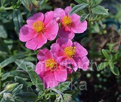 Helianthemum Raspberry Ripple