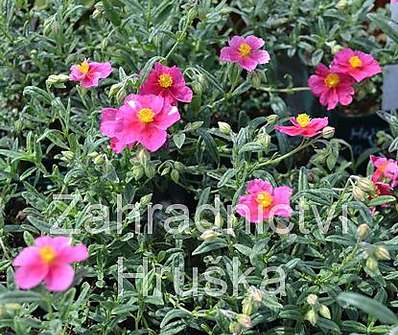 Helianthemum Raspberry Ripple