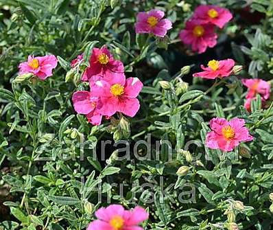 Helianthemum Raspberry Ripple