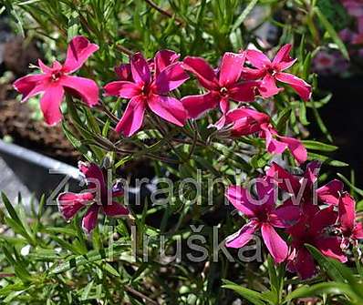 Phlox subulata Atropurpurea