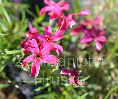 Phlox subulata Atropurpurea