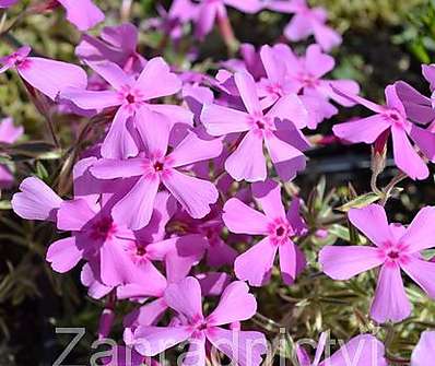 Phlox subulata Nettleton Variation