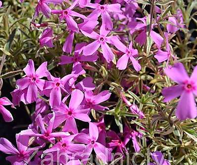 Phlox subulata Nettleton Variation