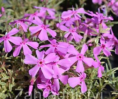 Phlox subulata Nettleton Variation