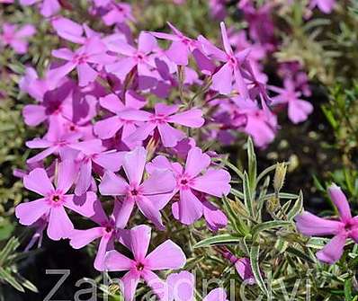 Phlox subulata Nettleton Variation