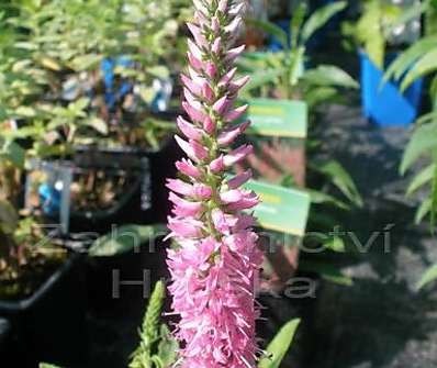 Veronica spicata Rosa Zwerg