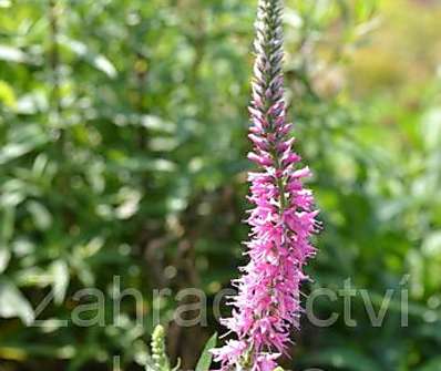 Veronica spicata Rosa Zwerg