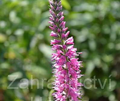 Veronica spicata Rosa Zwerg