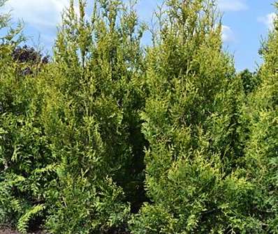 zerav - Thuja occ. 'Freislandia'