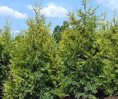 zerav - Thuja plicata 'Kornik'