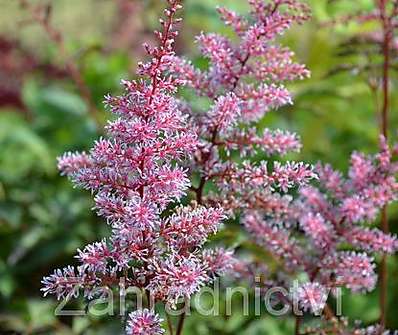 Astilbe simplicifolia Key West