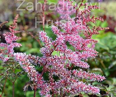 Astilbe simplicifolia Key West