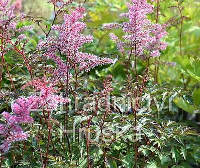 Astilbe simplicifolia Key West