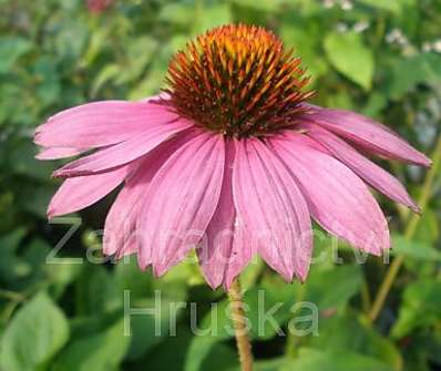 Echinacea purpurea Praire Splendor Rose