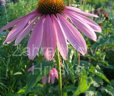 Echinacea purpurea Praire Splendor Rose