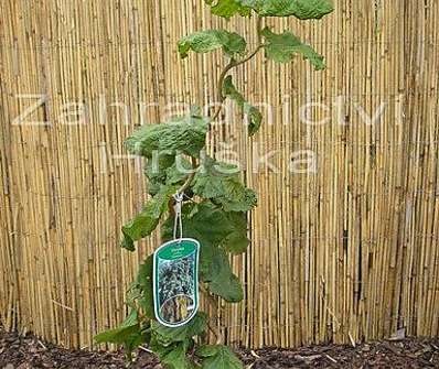 líska - Corylus avellana 'Contorta'