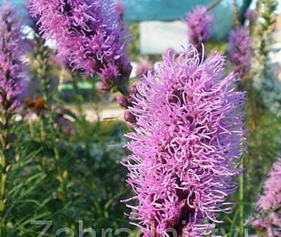 Liatris spicata Floristan Violet