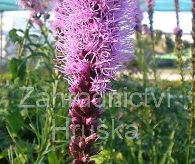 Liatris spicata Floristan Violet