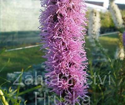 Liatris spicata Floristan Violet