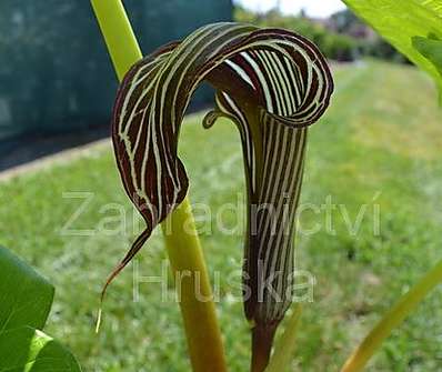 Arisaema fargesii