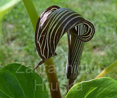 Arisaema fargesii