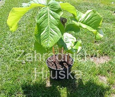 Arisaema fargesii