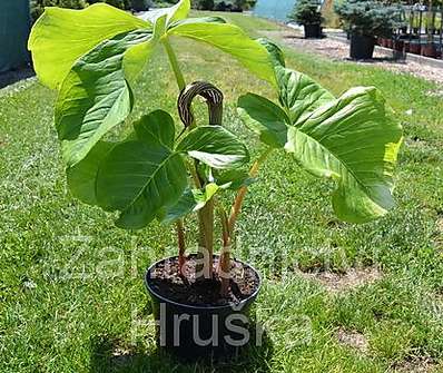 Arisaema fargesii