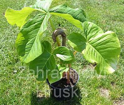 Arisaema fargesii